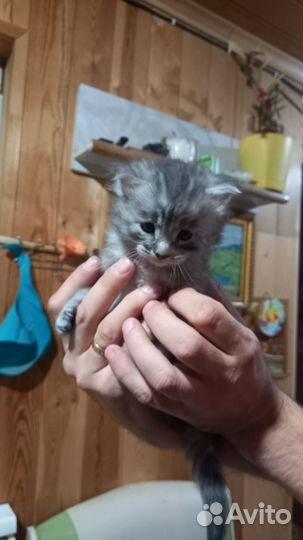 Котята Мейн-кун