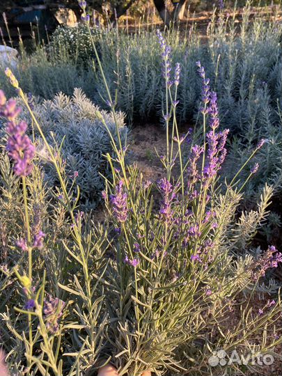Лаванда сухоцвет