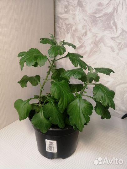 Продам вегетативные растения, петунью, лобелию