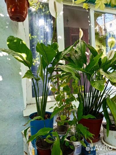 Спатифиллум