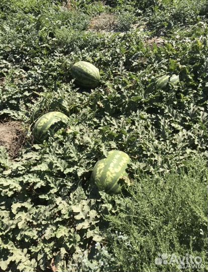 Арбузы