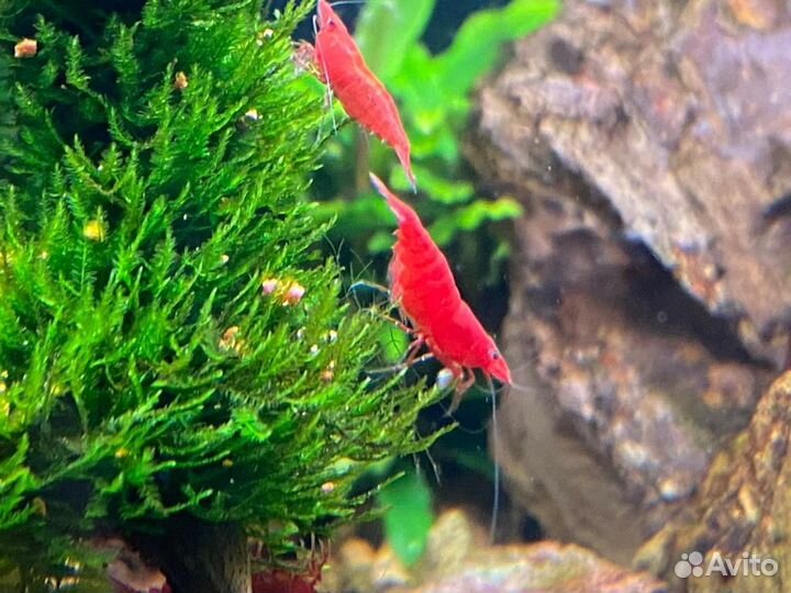 Аквариумные Креветки