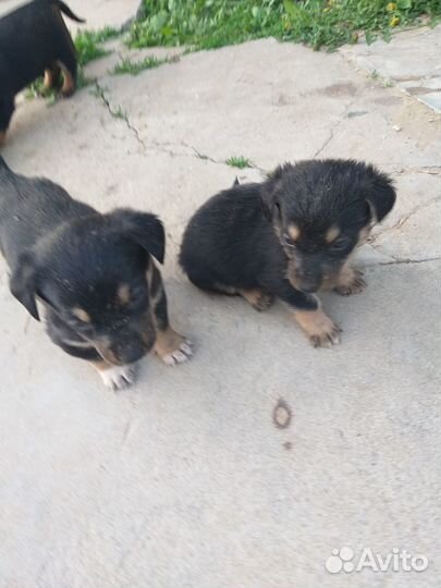 Отдам щенков таксы в хорошие руки