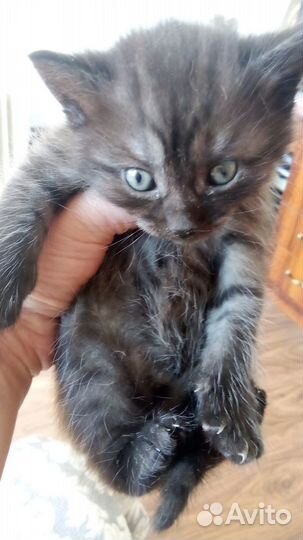 Отдам кота в добрые руки