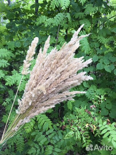 Сухоцветы, букет из сухоцветов, колоски