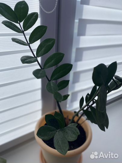 Распродаю растения разные