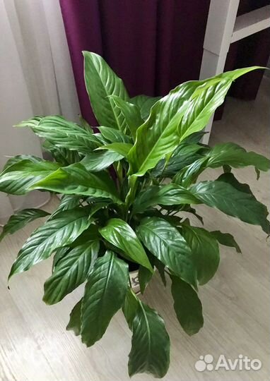 Спатифиллум в керамическом горшке