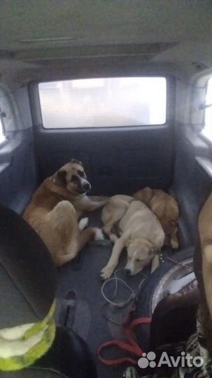 Перевозка домашних животных 