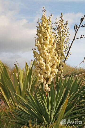 Юкка славная (лат. Yucca gloriosa) — многолетнее