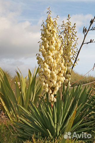 Юкка славная (лат. Yucca gloriosa) — многолетнее