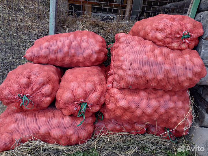 Картофель крупный