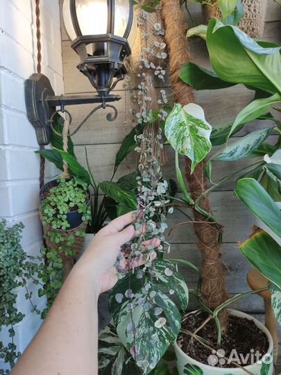 Ампельные растения, срезы