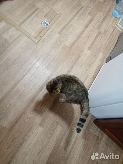 Кошки в добрые руки