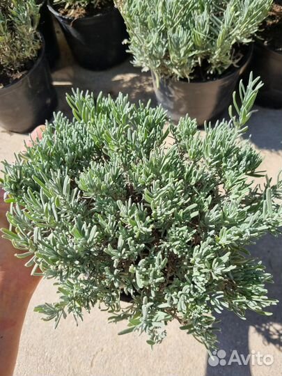 Саженцы белой лаванды