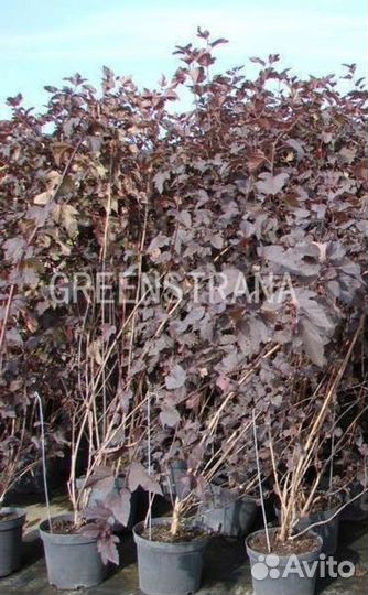 Пузыреплодник Diabolo/С10 80-100 см