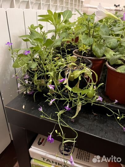 Лобелия ампельная