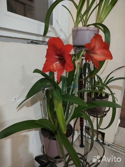 Гиппеаструм амариллис с горшком