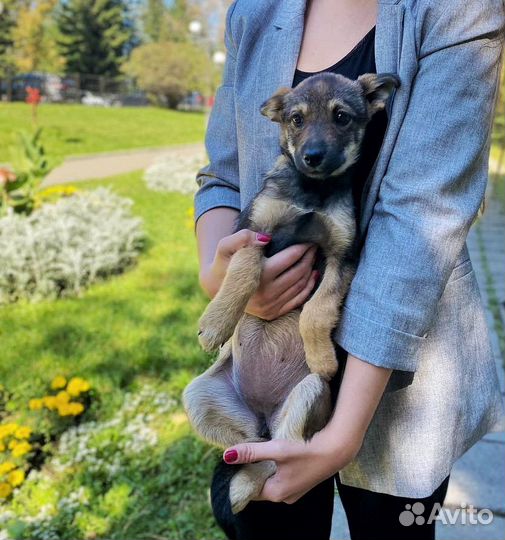 Собака бесплатно