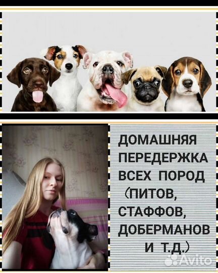 Передержка собак и других животных дома