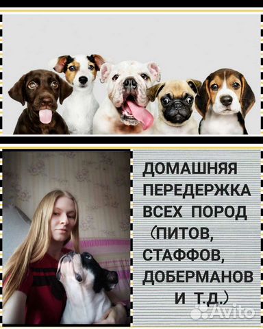 Передержка собак и других животных дома