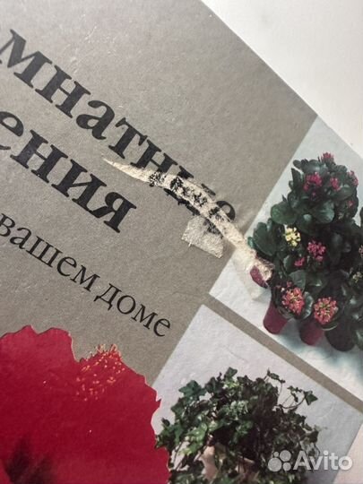 Комнатные растения целители в вашем доме