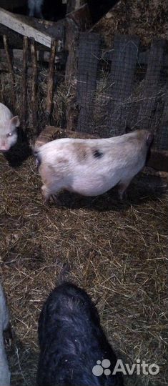 Поросята