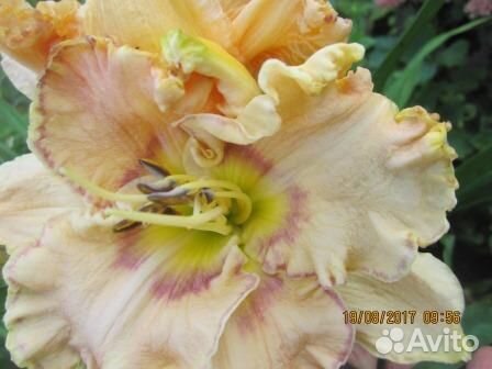 Лилейники много сортов из сада