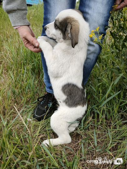 Щенки в заботливые руки (бесплатно)