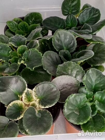 Сортовые фиалки