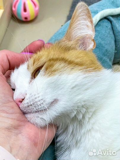 Ласковая рыжулька