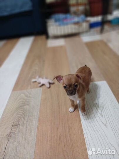 Щенки чихуахуа