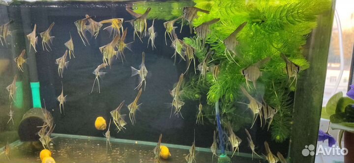 Рыбки скалярии