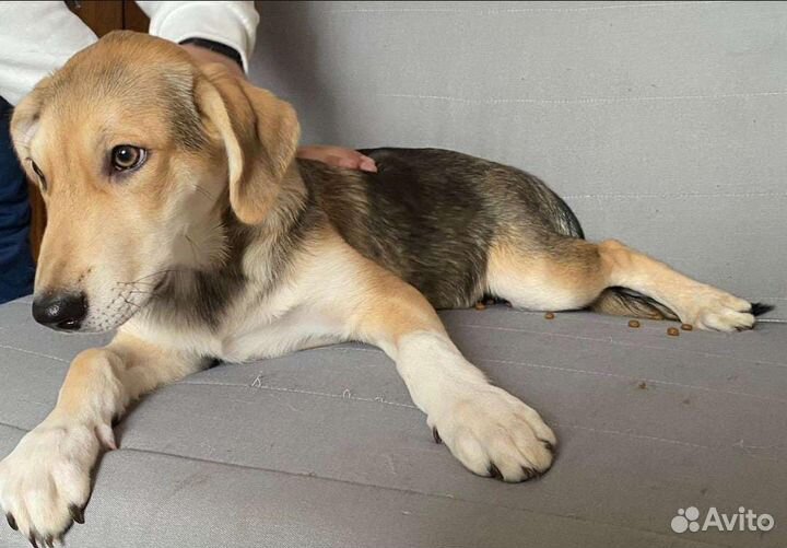 Метис лайка