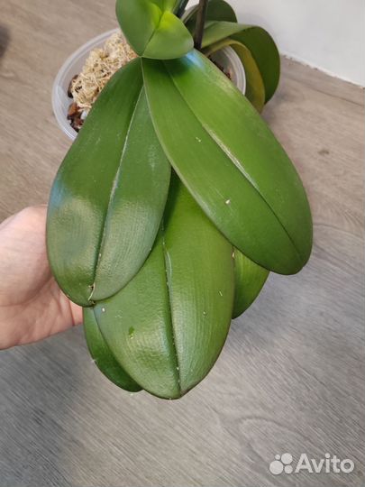 Phal. Golden staff