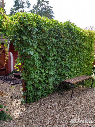 Девичий виноград.Быстрорастущая лиана