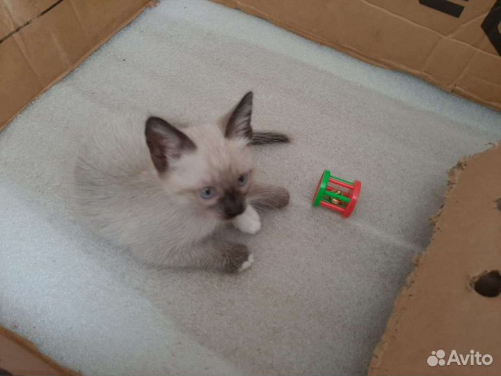 Котята