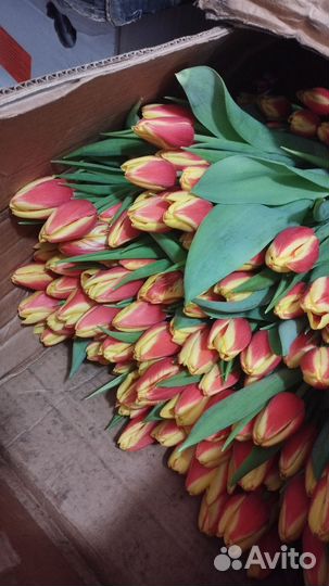 Тюльпаны к 8 марта оптом