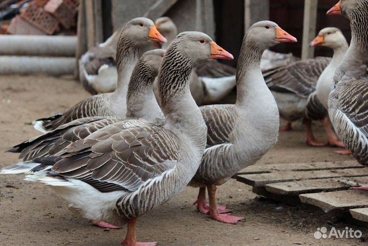 Гусята линда и кубанская серая крупная домашние