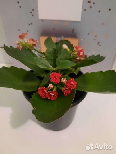 Каланхоэ цветущий