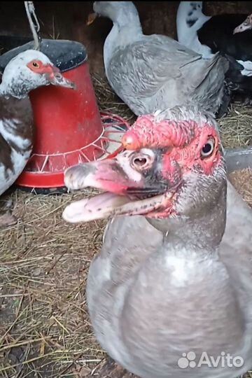 Индоутки и утята