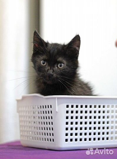 Котята в добрые руки бесплатно