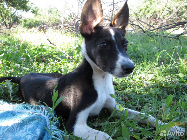 Щенята в добрые руки