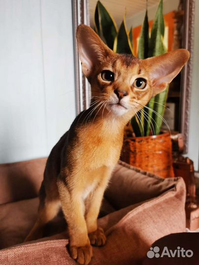 Абиссинское чудо