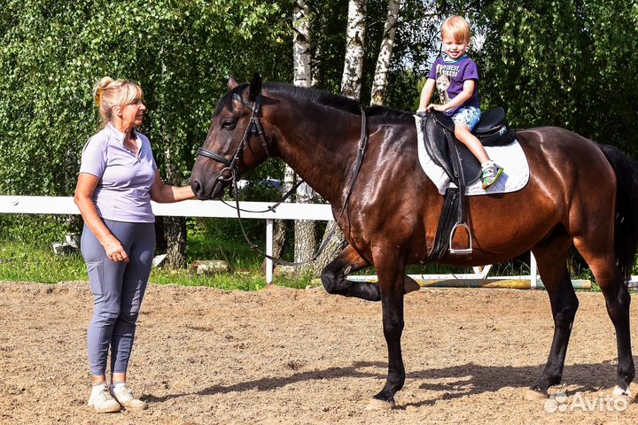 Безопасные лошади и пони