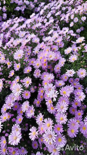 Хризантема и Астра осенняя многолетняя