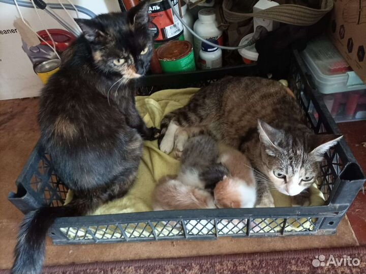 Котятки девчатки