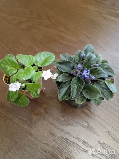 Комнатные растения