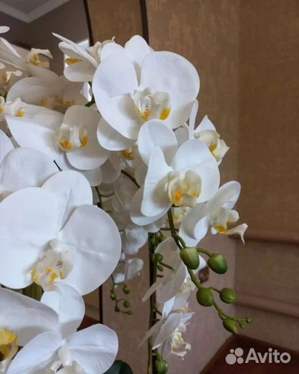 Орхидея