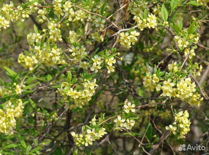 Принсепия китайская, семена