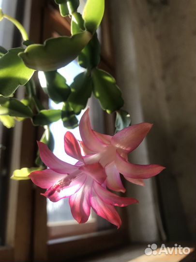 Комнатные цветы